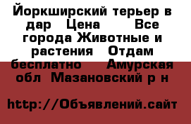 Йоркширский терьер в дар › Цена ­ 1 - Все города Животные и растения » Отдам бесплатно   . Амурская обл.,Мазановский р-н